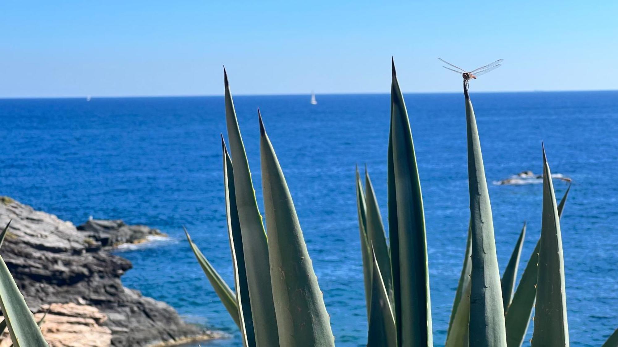 Punta Prima - Sun & Beach & Golf & Bike - Spanish South-Facing Terrace Apartment - La Recoleta - By The Sea Torrevieja Exteriör bild